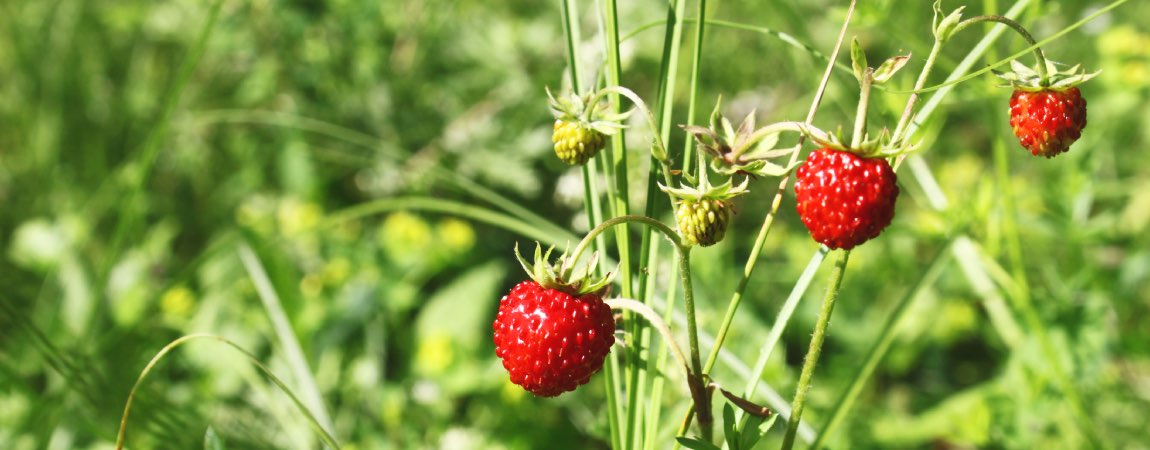 The Ribera strawberry