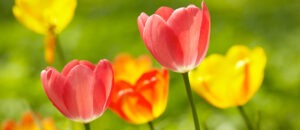 tulipani di blufi